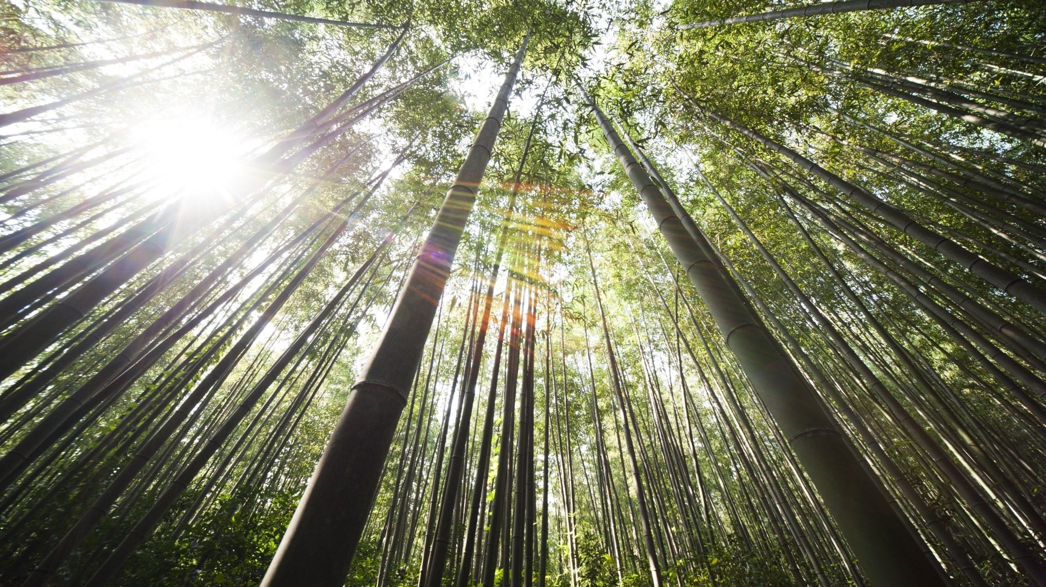 4 Environmental Benefits of Bamboo Clothing - WEARORGANIC