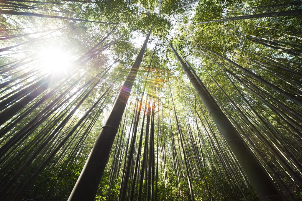 4 Environmental Benefits of Bamboo Clothing - WEARORGANIC