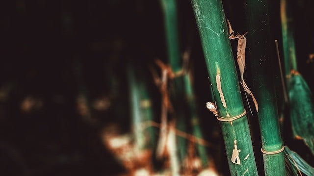 Breathability and Softness: The Unique Fibre of Bamboo - WEARORGANIC