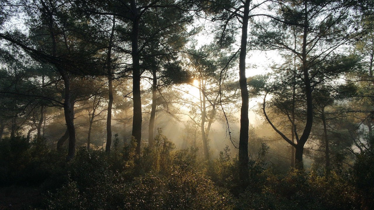 Investing in Our Planet | Our Sustainable Practices - WEARORGANIC