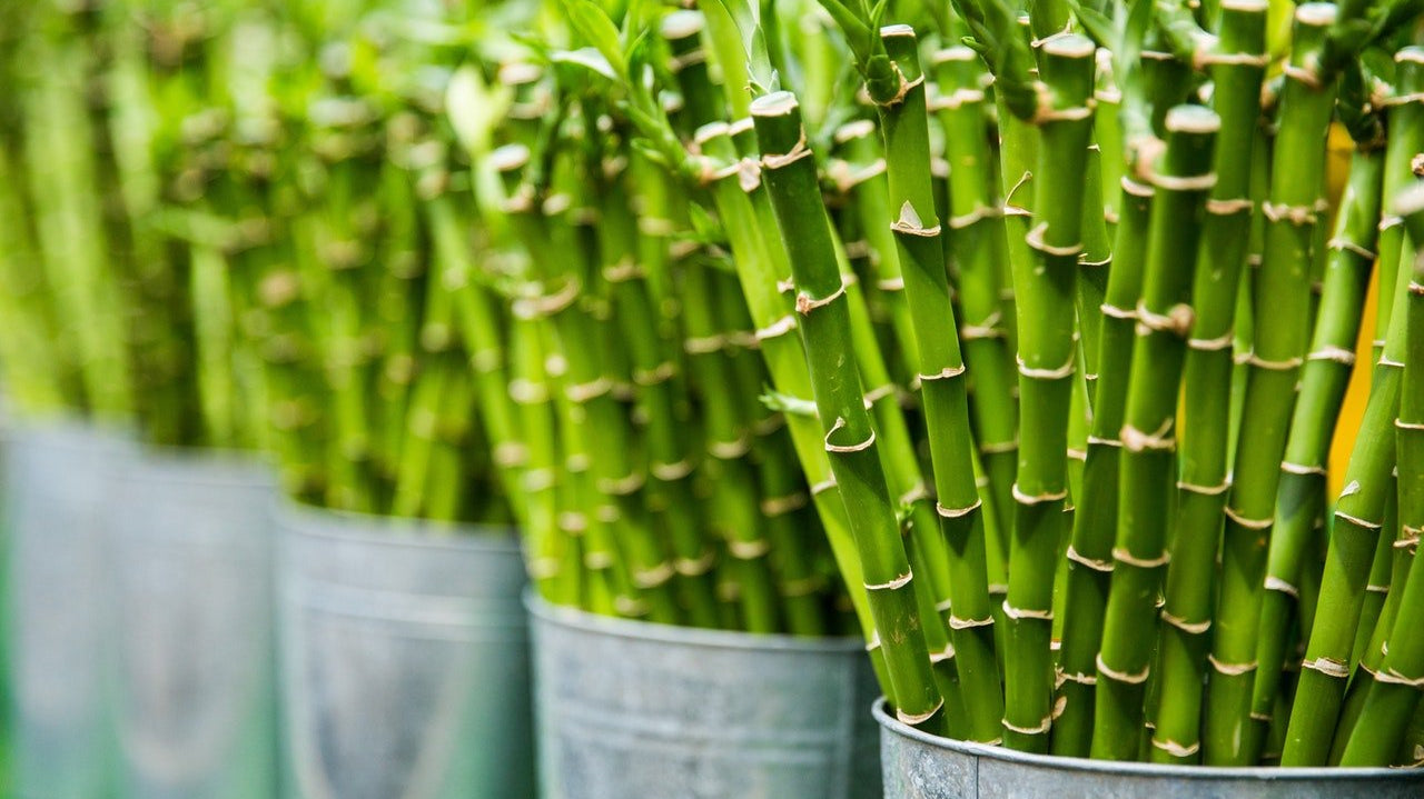 Stay Warm This Winter: Thermo-regulating Properties of Bamboo - WEARORGANIC