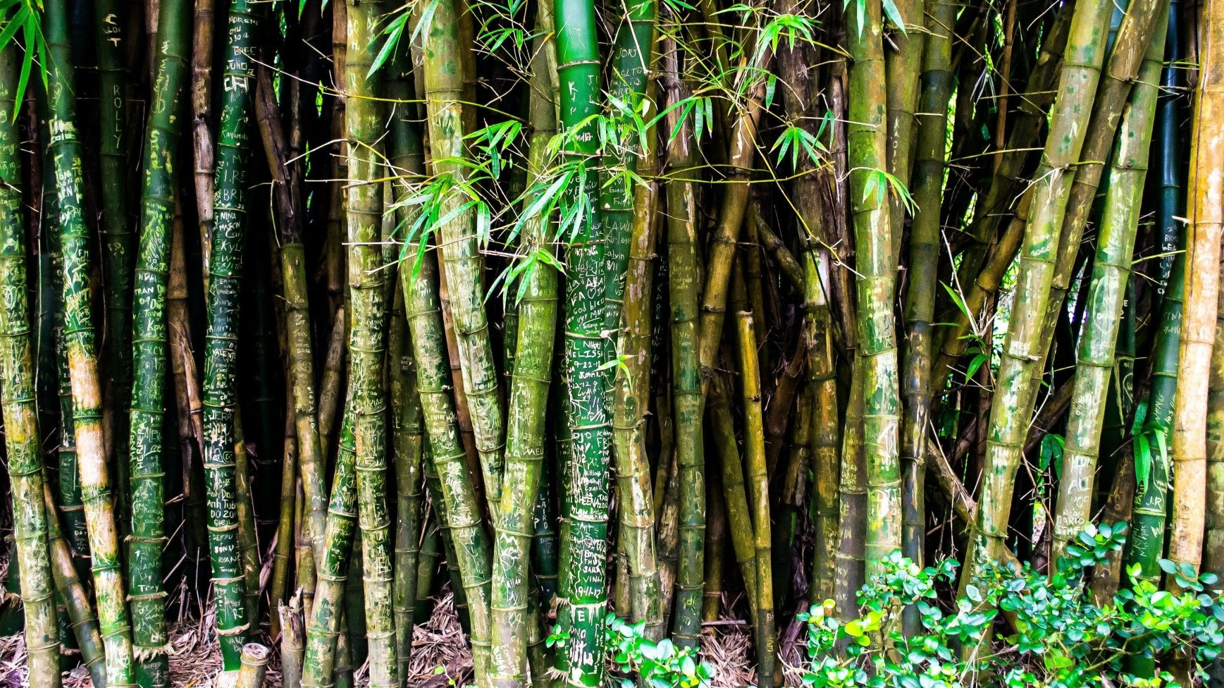Why is bamboo perfect for athleisure wear? - WEARORGANIC