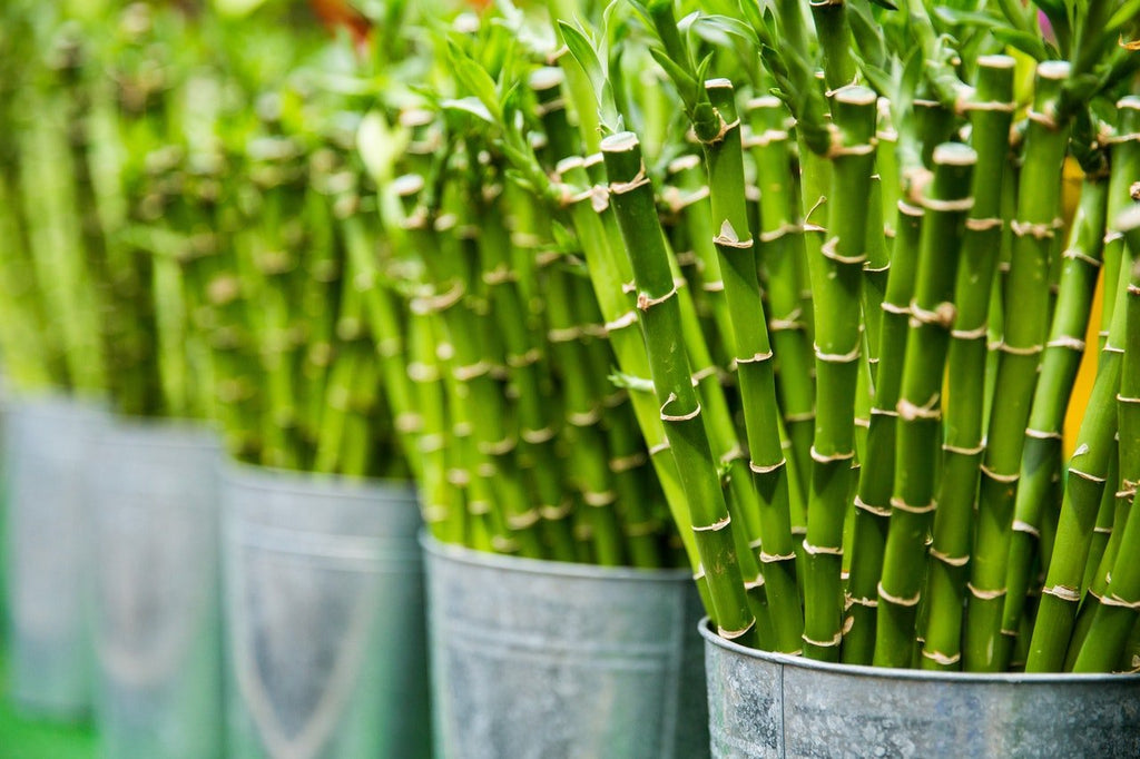 Stay Warm This Winter: Thermo-regulating Properties of Bamboo - WEARORGANIC