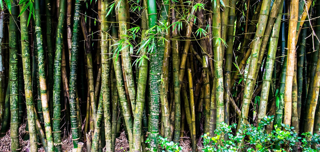 Why is bamboo perfect for athleisure wear? - WEARORGANIC